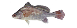 freshwater drum