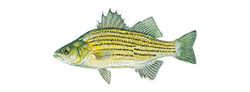 yellow bass